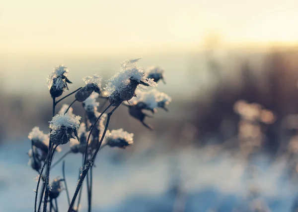 Planta em um dia ensolarado em dezembro . Fotografias De Stock Royalty-Free