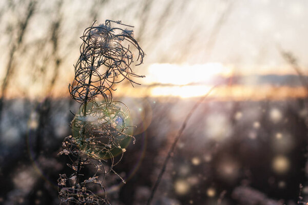 Plant on a sunny day in December.