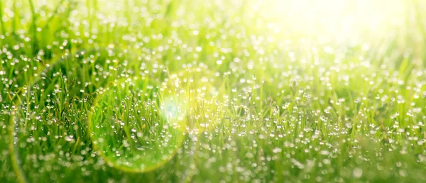 Hintergrund der Tautropfen auf leuchtend grünem Gras — Stockfoto