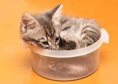 Evde şımarık oynak yavru kedi.