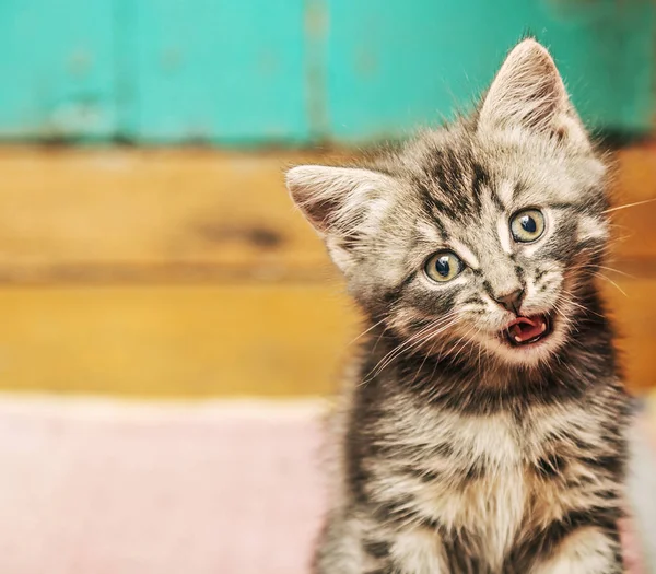 귀여운 고양이 나무 화이트 보드. — 스톡 사진