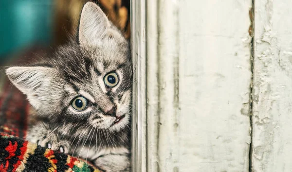 Gatinho bonito e uma placa branca de madeira . — Fotografia de Stock