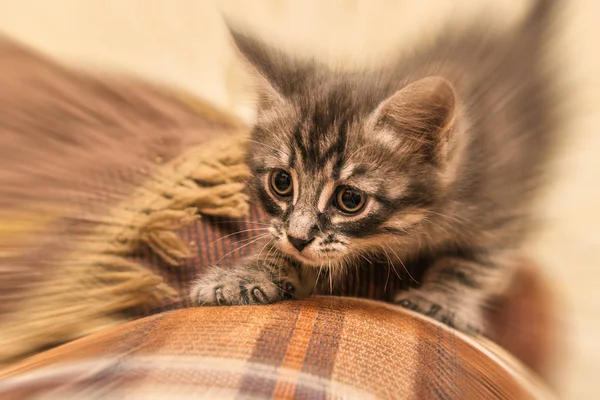 Φοβισμένος γατάκι που κρύβονται στο σπίτι. — Φωτογραφία Αρχείου