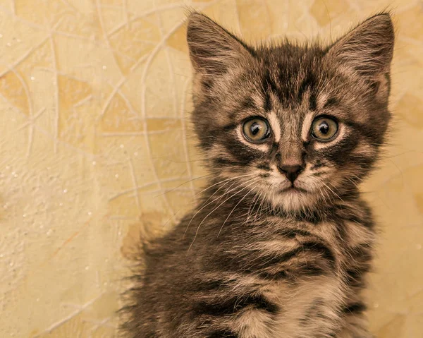 Gatinho bonito olhando para a câmera . — Fotografia de Stock