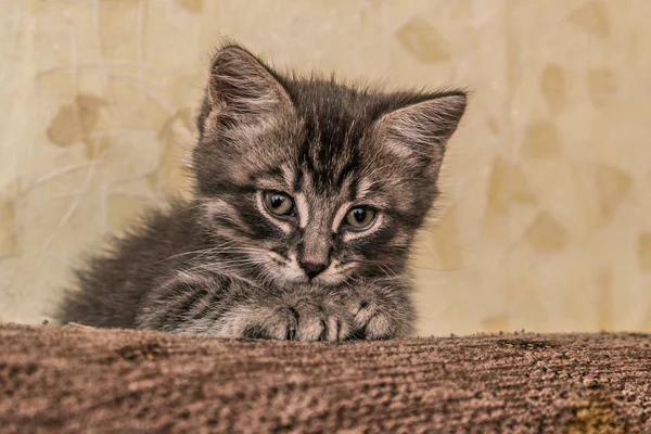 Pequeño gatito acostado en el sofá . — Foto de Stock