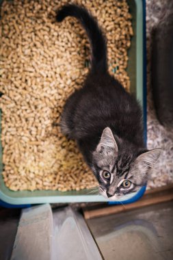Yavru kedi içinde belgili tanımlık hela arınmak.