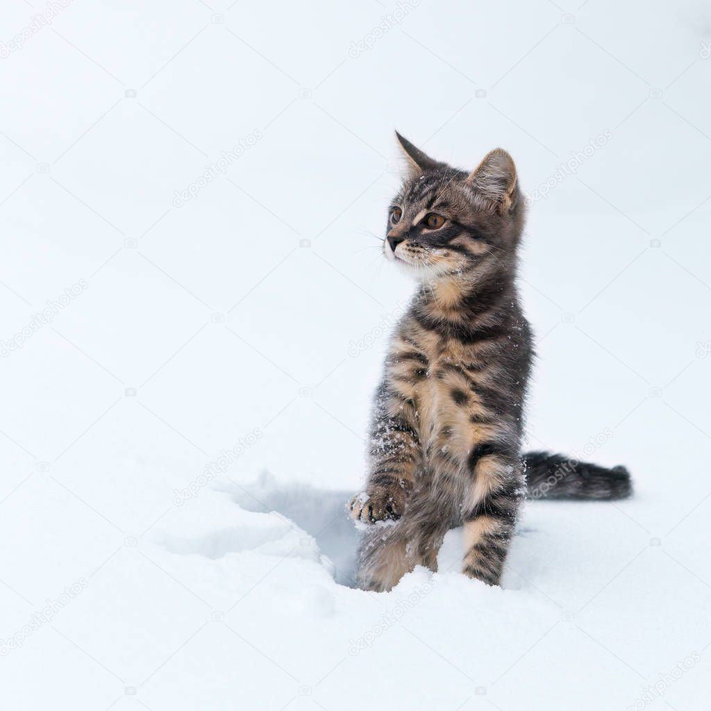 Little kitten in the frozen snow.