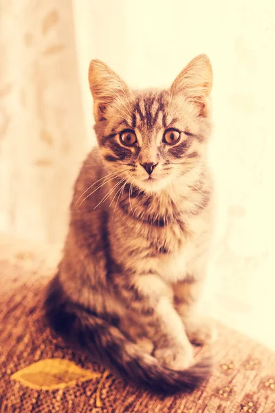 Gatinho bonito olhando para a câmera . — Fotografia de Stock