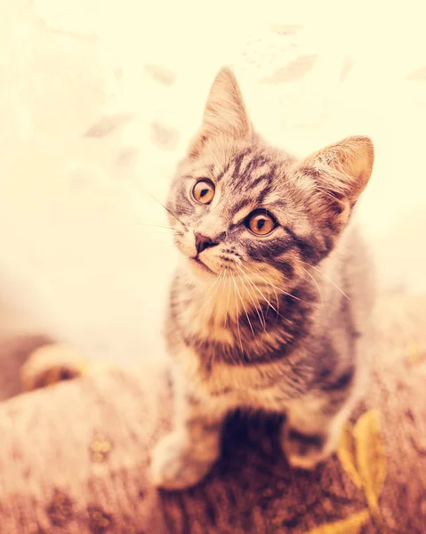 Lindo gatito mirando a la cámara . — Foto de Stock