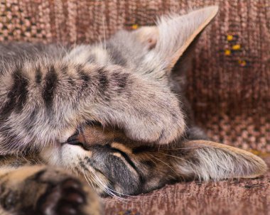 Kedi pençe ile onun namlu kapanış uyur.