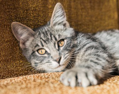 Küçük şeritli yavru kedi evde kanepede tadını çıkarma.