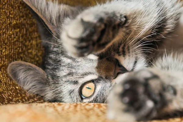 Pequeño gatito rayado tomando el sol en el sofá en casa . —  Fotos de Stock