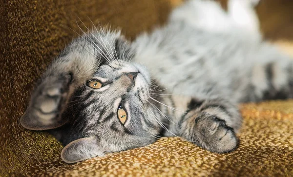 Маленький смугастий кошеня спирається на диван вдома . — стокове фото