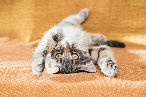 Pequeño gatito rayado tomando el sol en el sofá en casa . —  Fotos de Stock