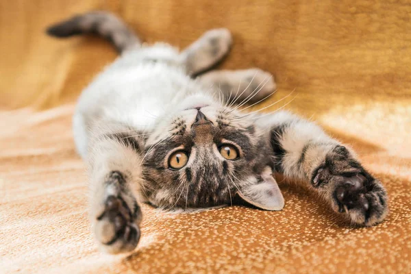 Pequeño gatito rayado tomando el sol en el sofá en casa . —  Fotos de Stock