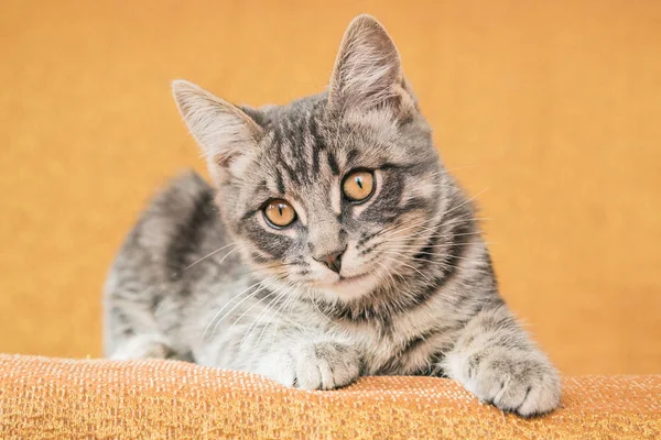 Pequeño gatito rayado tomando el sol en el sofá en casa . —  Fotos de Stock