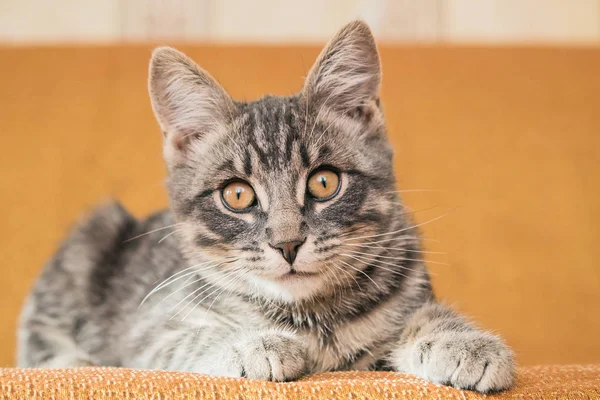 Маленький полосатый котёнок греется на диване дома . — стоковое фото