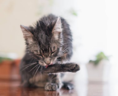 Çizgili kedi kenarında oturan.