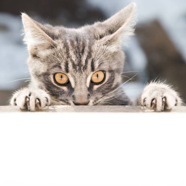 Angry cat looks in front. clipart