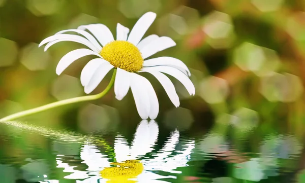 Wunderschöne Gänseblümchen, die sich im Wasser spiegeln. — Stockfoto