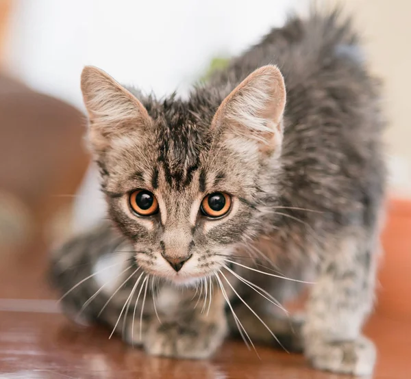 猫狩り。攻撃の直前に猫. — ストック写真