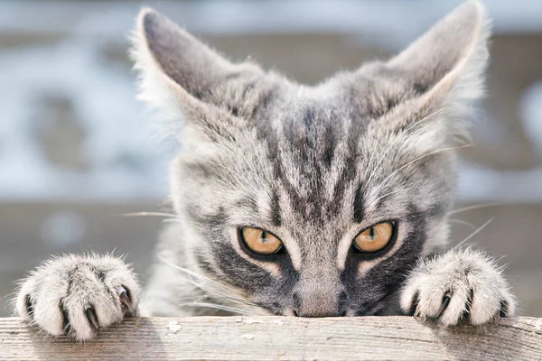 Angry cat looks in front.