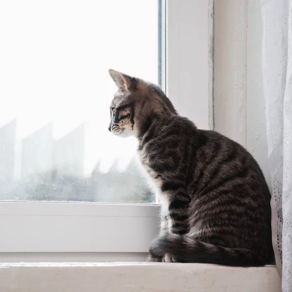 Gato de rayas sentado en el alféizar de la ventana . —  Fotos de Stock
