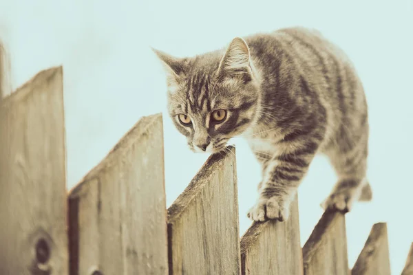 Gato cinza fofo andando em uma cerca de madeira velha . — Fotografia de Stock