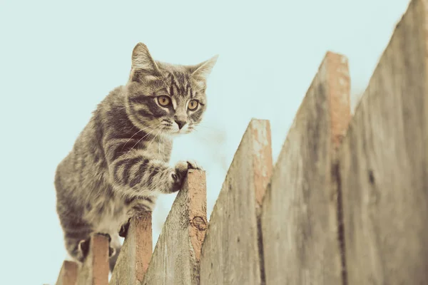 Αφράτο γκρι γάτα με τα πόδια σε ένα παλιό ξύλινο φράχτη. — Φωτογραφία Αρχείου