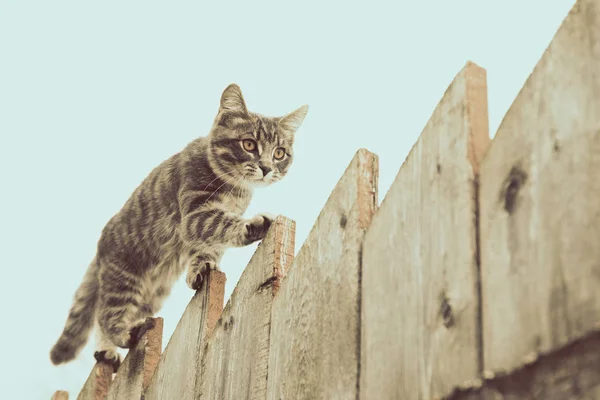 Puszysty szary kot chodzenie na starym drewnianym płotem. — Zdjęcie stockowe