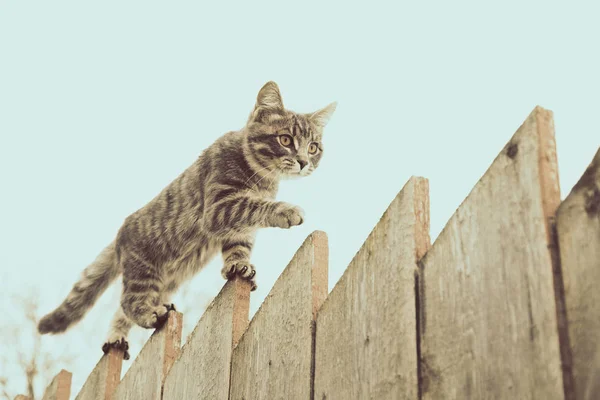 Gato cinza fofo andando em uma cerca de madeira velha . — Fotografia de Stock