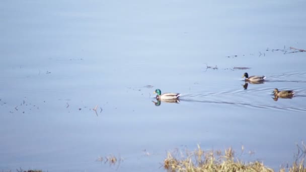 A época de acasalamento dos patos selvagens . — Vídeo de Stock