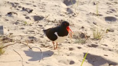 Avrasya oystercatcher Haematopus Ostralegus