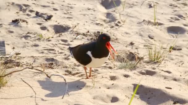 Oystercatcher eurasiano Haematopus Ostralegus — Vídeo de Stock