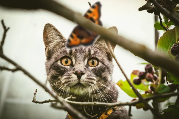 Um gatinho na natureza caça uma borboleta . — Fotografia de Stock