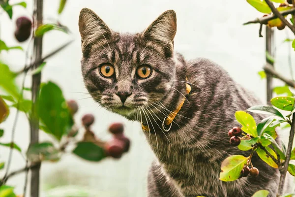 Un gattino nella caccia alla natura . — Foto Stock