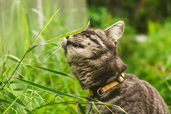 O gato está comendo grama no parque . — Fotografia de Stock