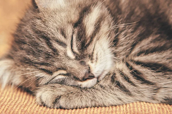 ソファで寝ている灰色の子猫. — ストック写真