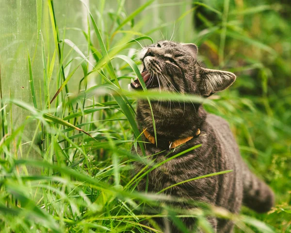 Katten äter gräs i parken. — Stockfoto