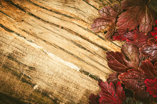 Φθινοπωρινά φύλλα σε ξύλινο φόντο. — Φωτογραφία Αρχείου