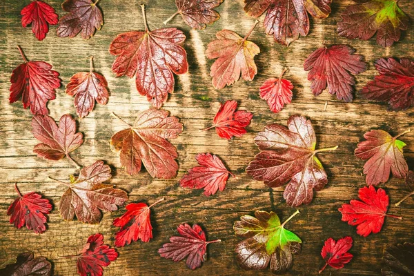 Autumn leaves on a wooden background. — Stock Photo, Image