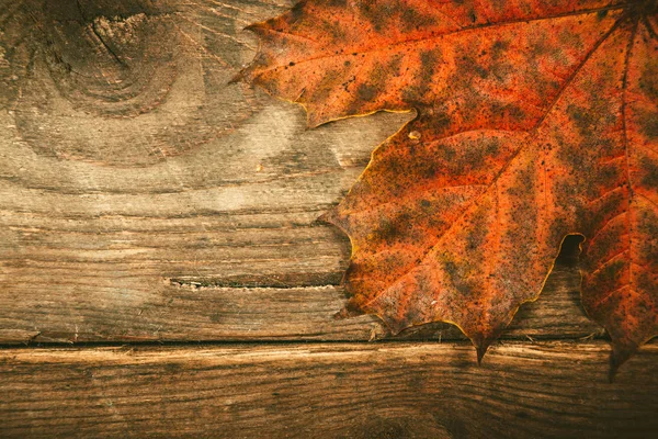 Autumn leaves on a wooden background. — Stock Photo, Image