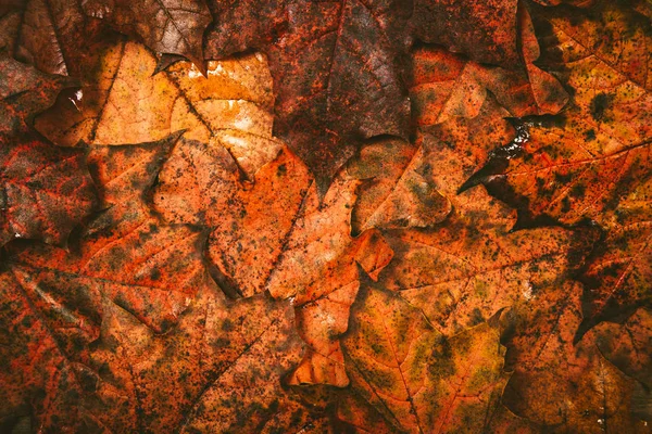 Hojas de otoño sobre un fondo de madera. —  Fotos de Stock