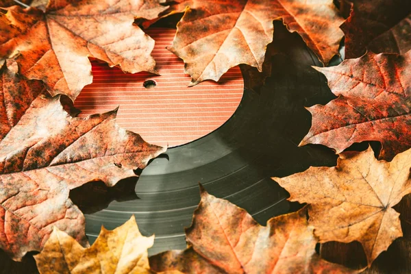 Gramplastine on fallen autumn foliage. — Stock Photo, Image