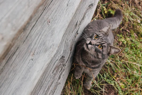 Грустная домашняя кошка сидит на завалинке очень старого бревенчатого дома в русской деревне . — стоковое фото
