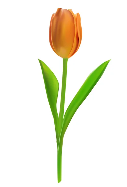 Fotorealistische vectorillustratie van een tulp op een witte achtergrond. — Stockvector