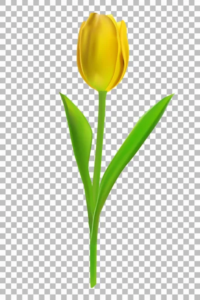 Ilustração vetorial fotorealista de uma tulipa sobre um fundo branco . —  Vetores de Stock