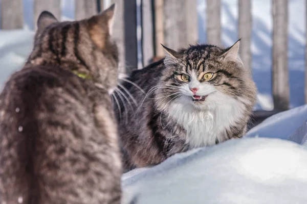 Zwei Katzen kämpfen auf der verschneiten Straße. — Stockfoto