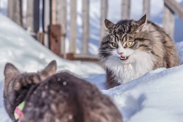 Dwa koty walczą na ulicy snowy. — Zdjęcie stockowe