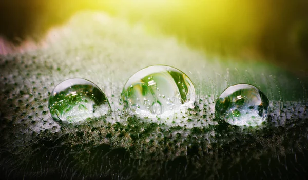 Tre gocce di acqua dolce su una foglia di pianta sotto la luce solare gialla. Macro foto . — Foto Stock